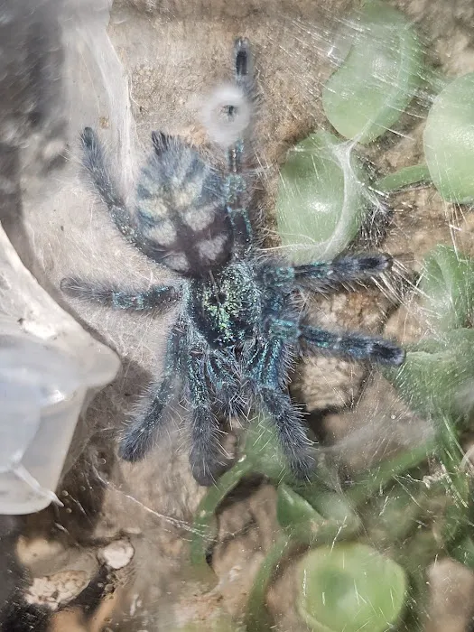 Anything For A Bug LLC Pet Shop Picture 3