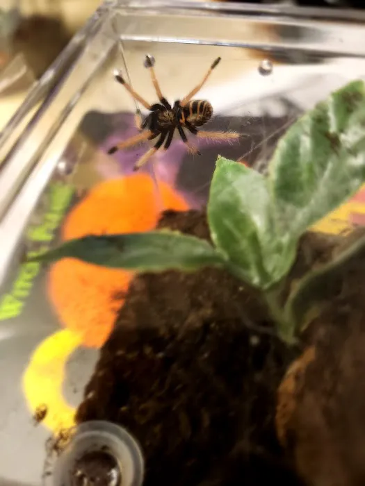Anything For A Bug LLC Pet Shop Picture 6