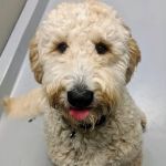 Delmar Animal Hospital