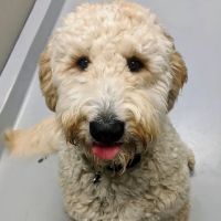 Delmar Animal Hospital ico