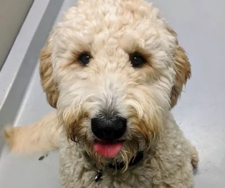 Delmar Animal Hospital