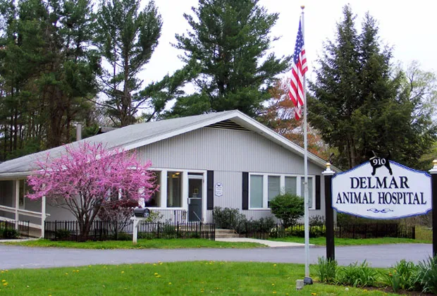 Delmar Animal Hospital Picture 7