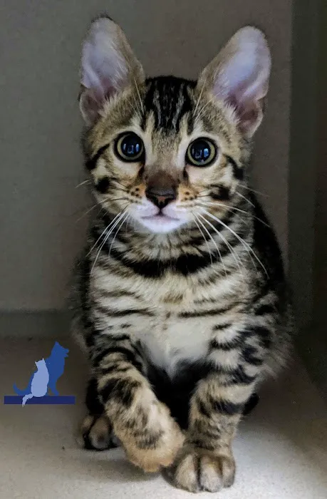 Delmar Animal Hospital Picture 10