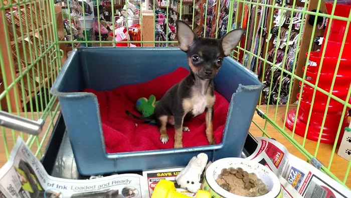 Pet Lovers Pet Shop and Grooming Picture 3