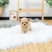 bliss maltipoos ico