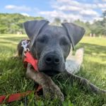 Banfield Pet Hospital