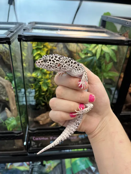 Cat's Critters: Exotic Pets Picture 3
