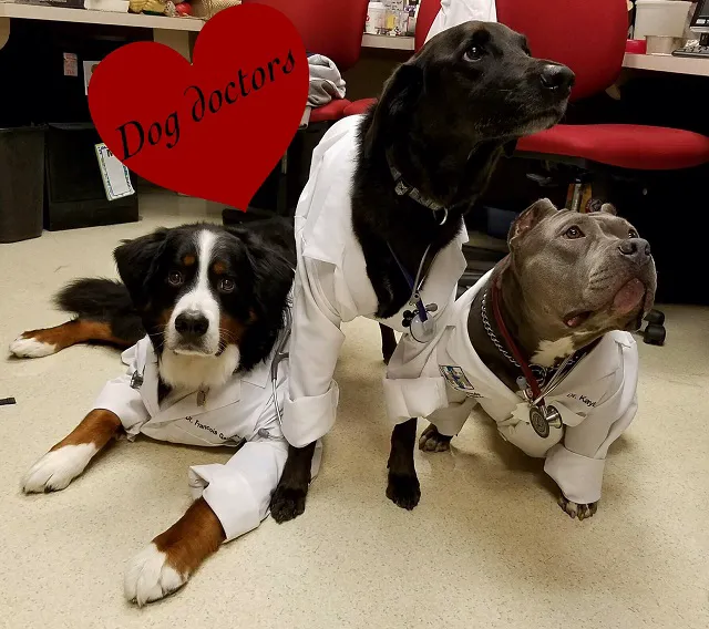 Crossroads Animal Hospital Picture 10