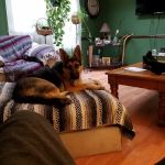 Healthy Heart Veterinary Clinic