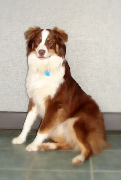 Healthy Heart Veterinary Clinic Picture 7