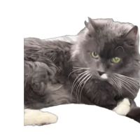 Franklin Veterinary Clinic ico