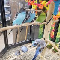 Petco ico