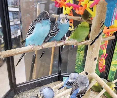 Petco