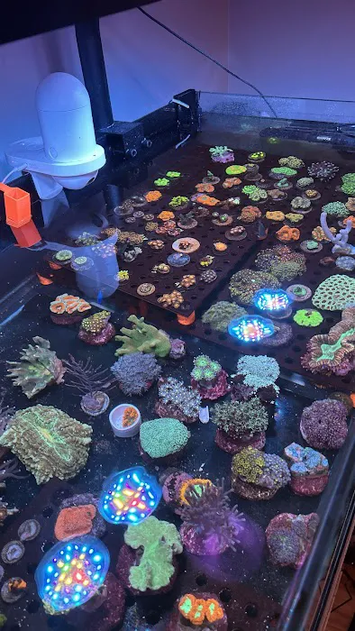 Kaenan's Reef Saltwater and Corals Picture 2