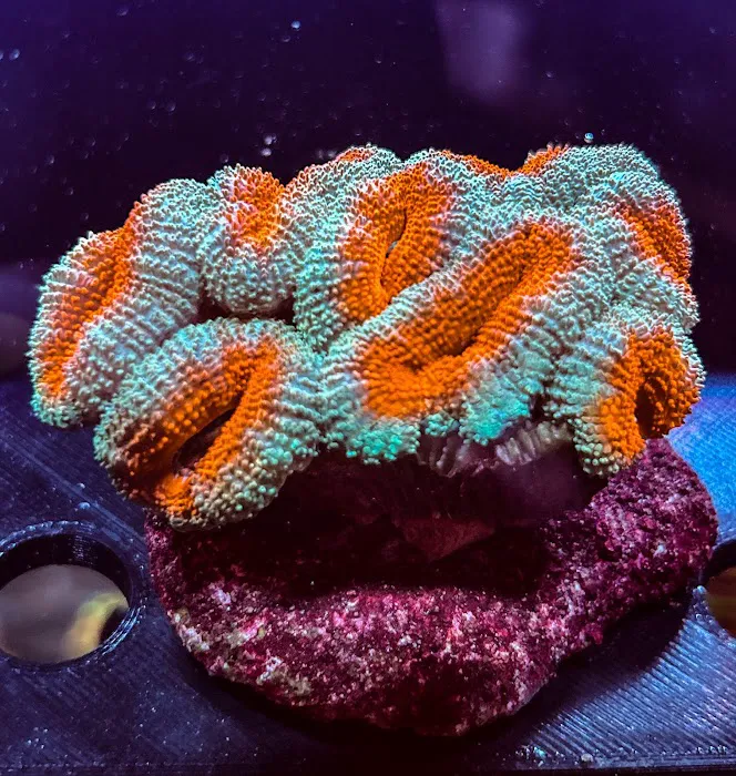 Kaenan's Reef Saltwater and Corals Picture 1