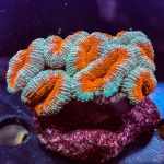 Kaenan's Reef Saltwater and Corals