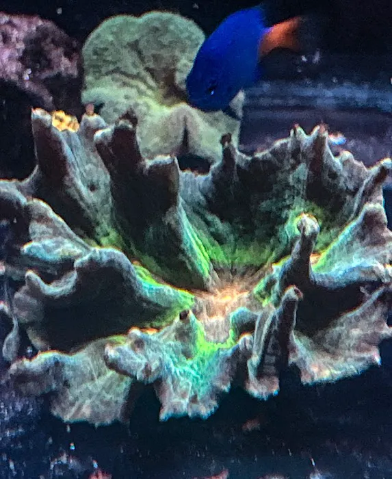 Kaenan's Reef Saltwater and Corals Picture 4