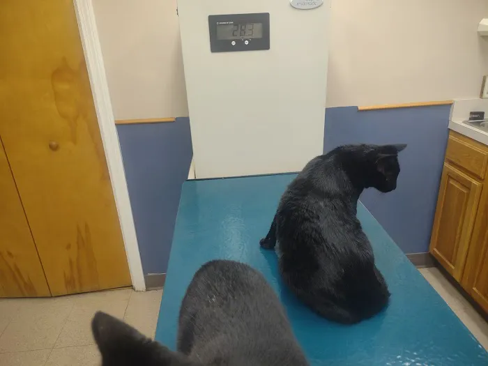 Silver Lake Veterinary Clinic Picture 1