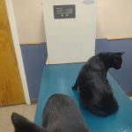 Silver Lake Veterinary Clinic