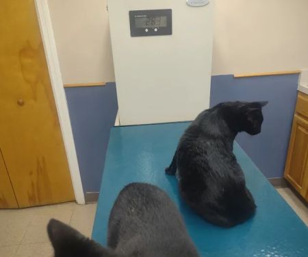 Silver Lake Veterinary Clinic