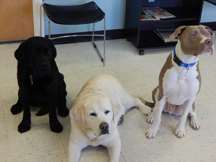 Lake Side Animal Hospital-Tilton Picture 1