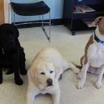 Lake Side Animal Hospital-Tilton