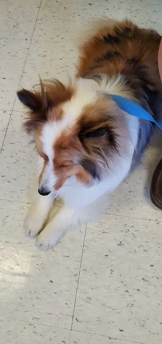 Lake Side Animal Hospital-Tilton Picture 10