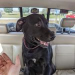 Noreast Veterinary Associates