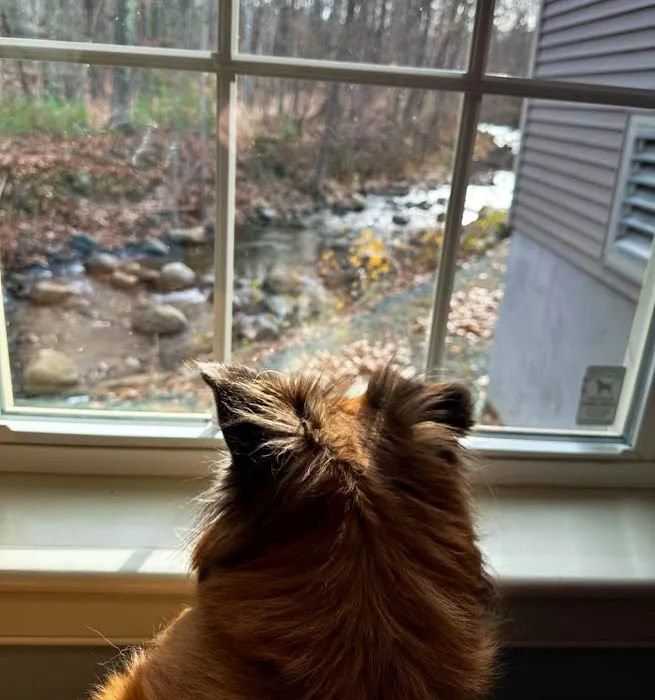 Stoney Brook Veterinary Hospital Picture 4