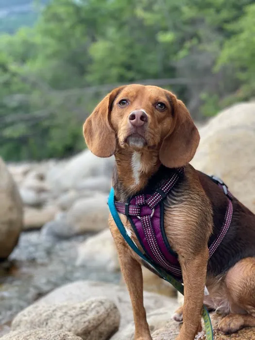 Stoney Brook Veterinary Hospital Picture 1