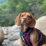 Stoney Brook Veterinary Hospital