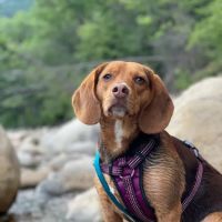 Stoney Brook Veterinary Hospital ico