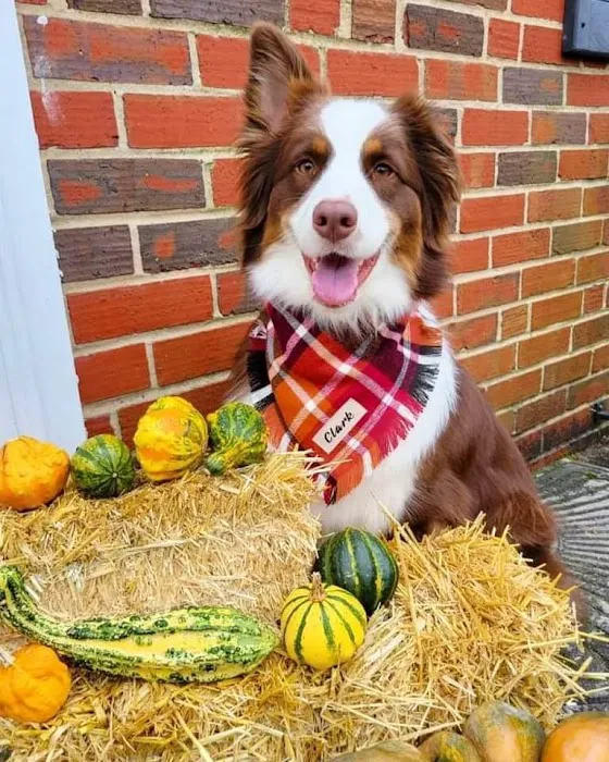 Stoney Brook Veterinary Hospital Picture 7