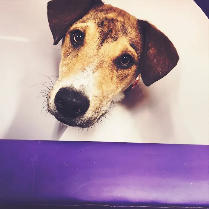 Stonecliff Animal Clinic of New Hampshire Picture 6