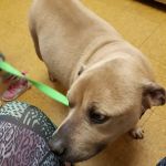 Hooksett Veterinary Clinic