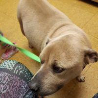 Hooksett Veterinary Clinic ico