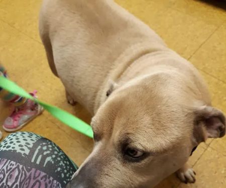 Hooksett Veterinary Clinic