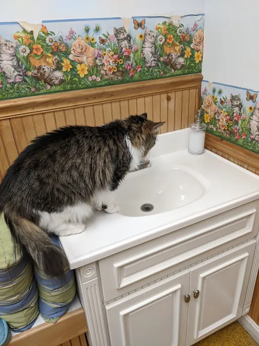 Hooksett Veterinary Clinic Picture 7