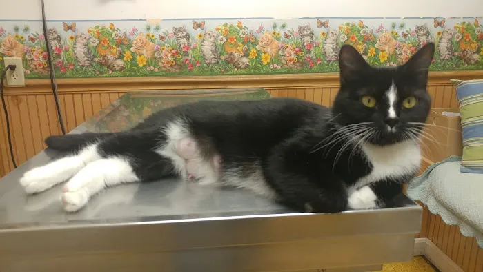 Hooksett Veterinary Clinic Picture 4
