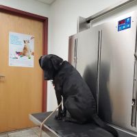 Tower Hill Animal Hospital ico
