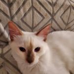 Allenstown Animal Hospital