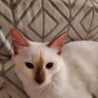 Allenstown Animal Hospital ico