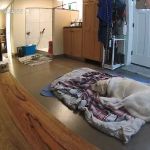 Veremedy Pet Hospital