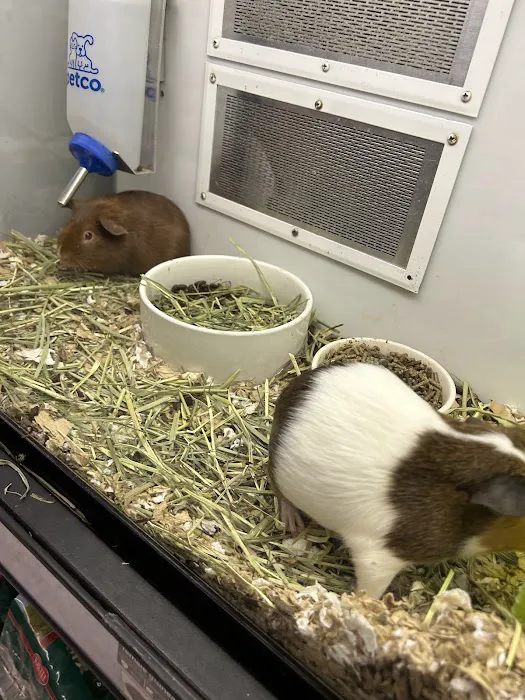 Petco Picture 3