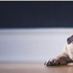 Detoxapet