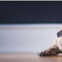 Detoxapet ico