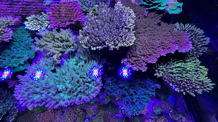Sunnyside Corals Picture 2