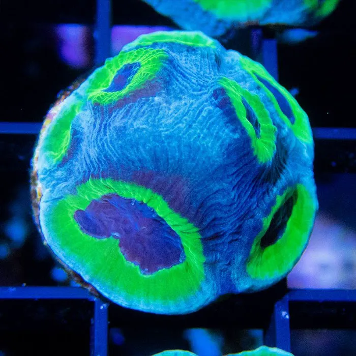Sunnyside Corals Picture 3