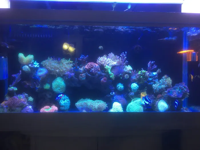 Sunnyside Corals Picture 6