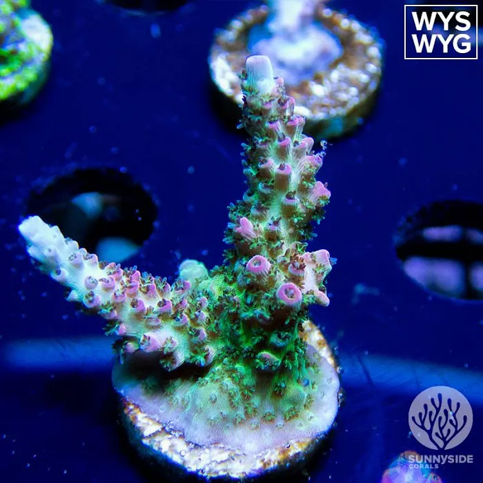Sunnyside Corals Picture 4